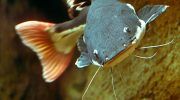 Краснохвостый сом Фрактоцефалус: фото, описание, содержание в аквариуме