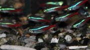 Рыбки Неоны: 16 видов, фото, содержание в аквариуме