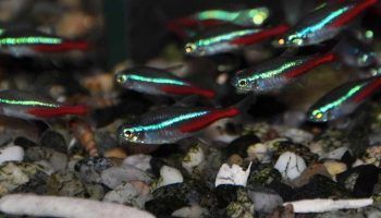 Рыбки Неоны: 16 видов, фото, содержание в аквариуме
