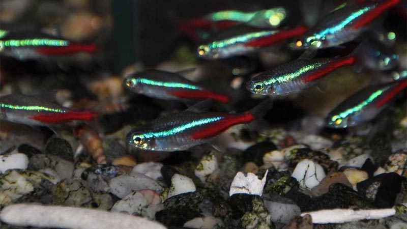 Рыбки неоны уход и содержание совместимость – разновидность неоновых рыбок