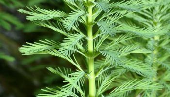 Аквариумное растение Перистолистник: виды и уход