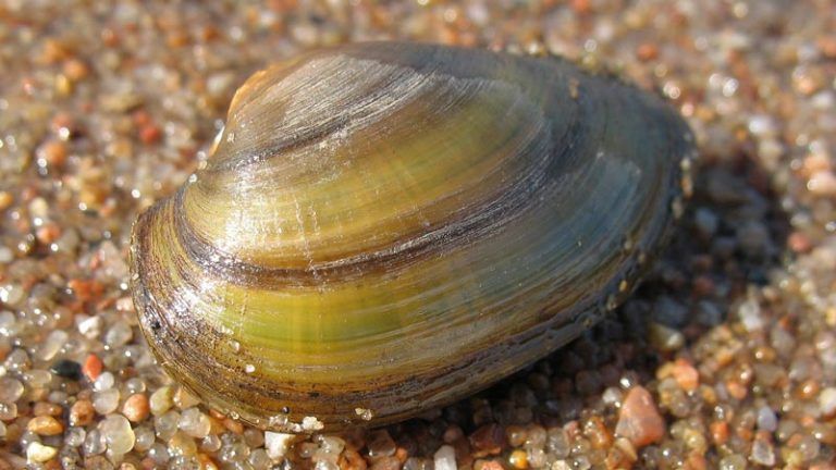 Перловица (моллюск): фото, отличия от беззубки, чем питаются