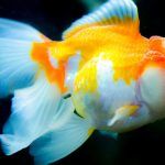 Бело-оранжевая рыбка