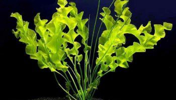 Апоногетон: описание аквариумного растения, содержание