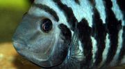 Чернополосая Цихлазома: фото, описание, содержание и совместимость с другими рыбами