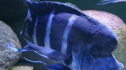 Цифотиляпия Фронтоза: 11 видов, фото, содержание в аквариуме