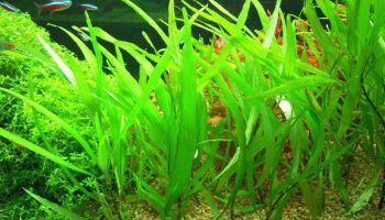Гигрофила: 8 видов, фото, содержание аквариумного растения