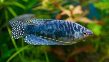 Лабиринтовые рыбки: 12 видов с фото, содержание в аквариуме