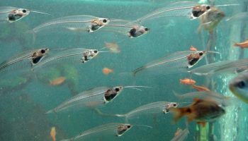 Прозрачные стеклянные рыбы: виды с названиями и фото, содержание
