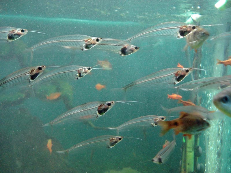 Прозрачные рыбки