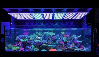 Светодиоды для аквариума: ленты, лампы, выбор