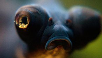 Рыба Телескоп: фото, виды, содержание в аквариуме