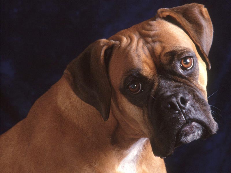 Бритоголовая собака с человеческими ушами порода