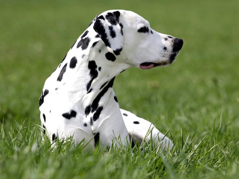 Бритоголовая собака с человеческими ушами порода
