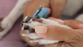 Как подстричь когти собакам разных пород