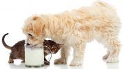 Можно ли собакам давать молоко, польза и вред