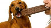 Почему собакам нельзя есть шоколад и сладкое