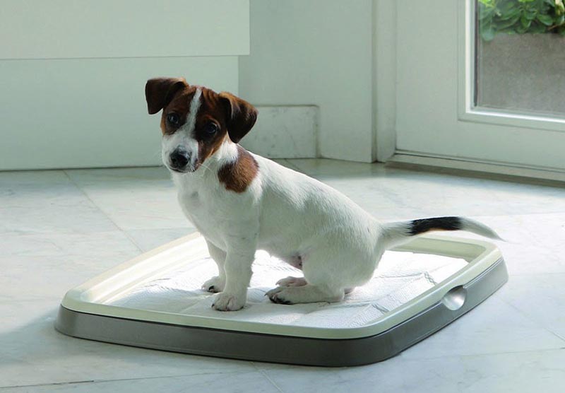 Как приучить щенка к пелёнке: особенности приучения собаки ходить в туалет