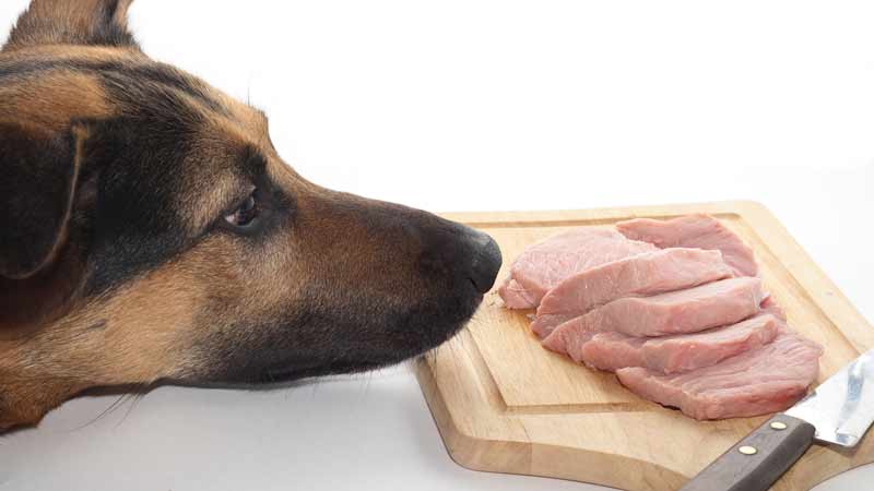 Собака хочет съесть свинину