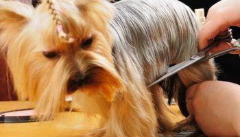 Ножницы для стрижки собак: виды с фото, выбор