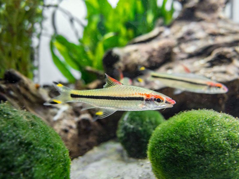 Рыбки в аквариуме