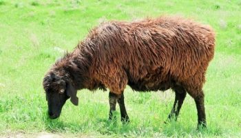 Эдильбаевские овцы: как разводить и в чем их преимущества?