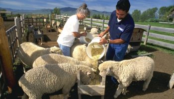 Как и чем кормить овец в домашних условиях?