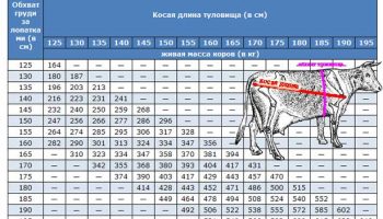 Как определить вес быка без весов: таблица