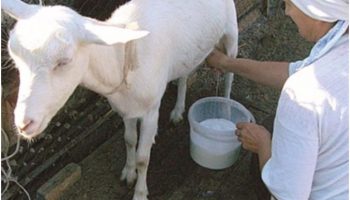 Сколько молока дает коза в сутки?