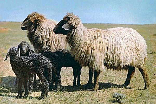 Каракульская овца