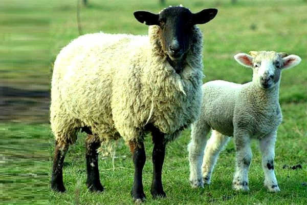 Горьковская порода овец