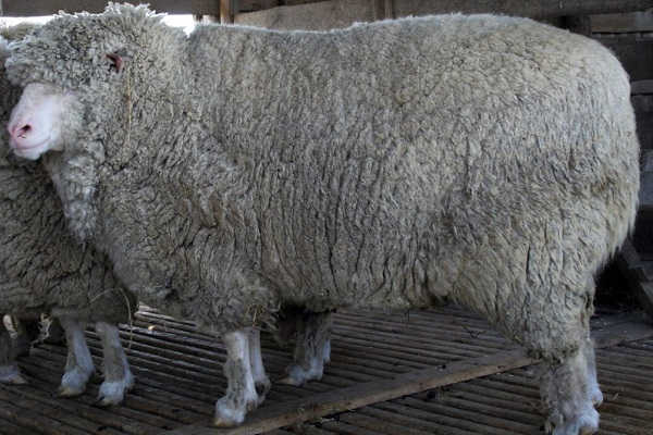 Тянь-шаньская порода овец