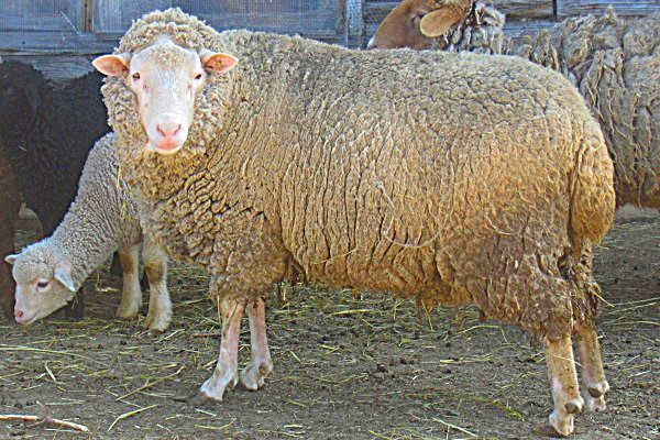 Ташлинская порода овец