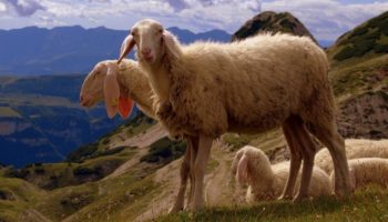 Молочные и мясные породы овец: какие бывают и как выбрать