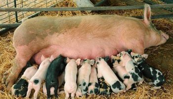 Самый эффективный откорм свиней в домашних условиях