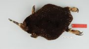 Проехидна Аттенборо (Zaglossus attenboroughi)