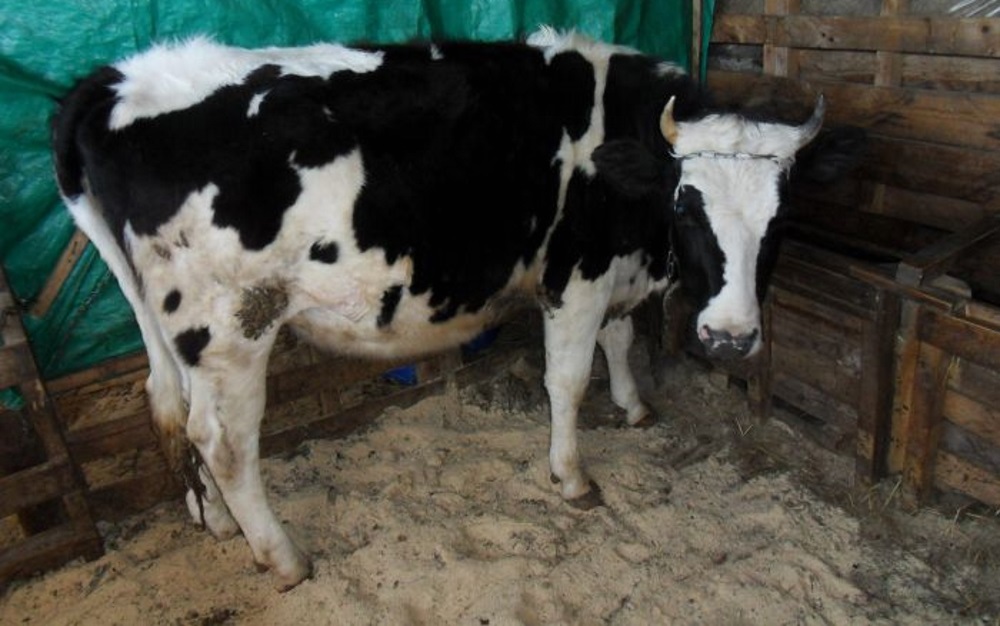 Кетоз у коров: что это такое и как лечить