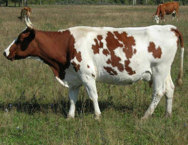 Описание айрширской молочной породы коров. какие у нее есть достоинства и недостатки?