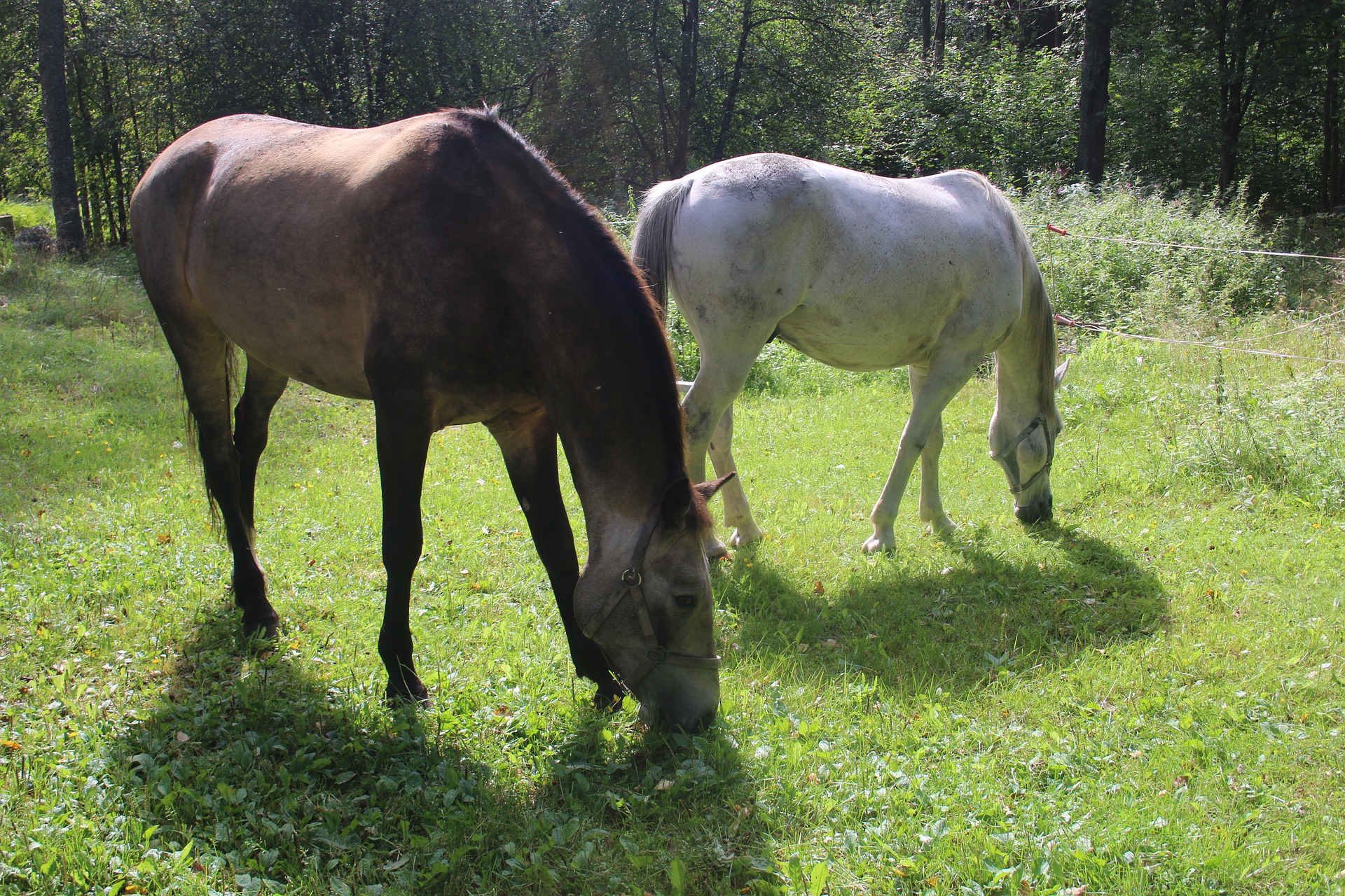 ✅ что ест лошадь: чем кормят жеребят и взрослых лошадей в домашних условиях - tehnomir32.ru