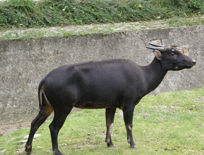 Самый маленький буйвол сканворд 4 буквы. карликовый буйвол. характеристика и виды