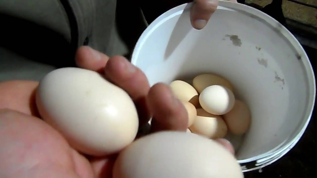Почему курица несет мелкие яйца - причины и решение проблемы