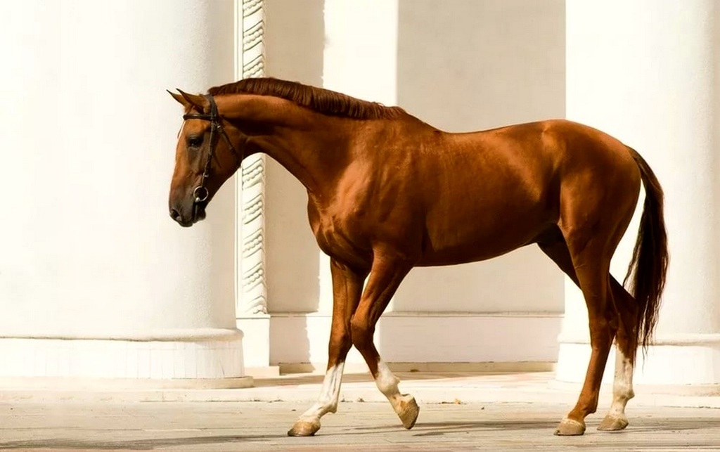 Состояние буденновской и донской пород лошадей на 2019 год