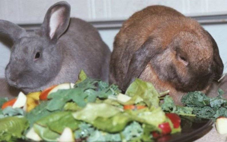 Можно ли давать петрушку кроликам: польза и вред