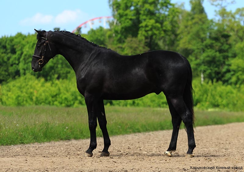✅ конь вороной масти: особенности и разновидности лошадей черного цвета - tehnomir32.ru