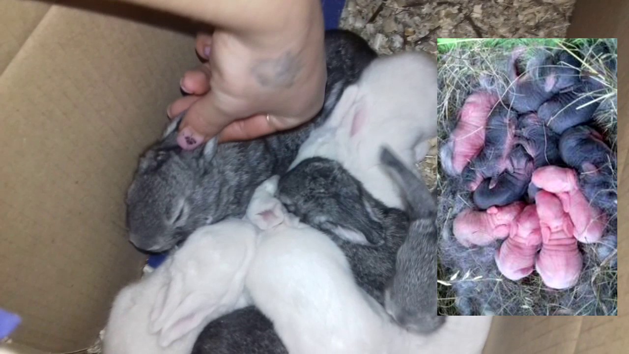 Как выкармливать новорожденных крольчат без крольчихи