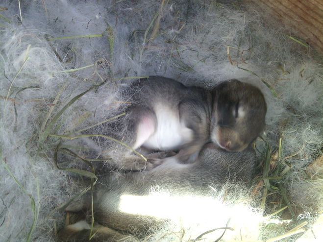 Новорожденные кролики: уход, развитие и отсадка из гнезда