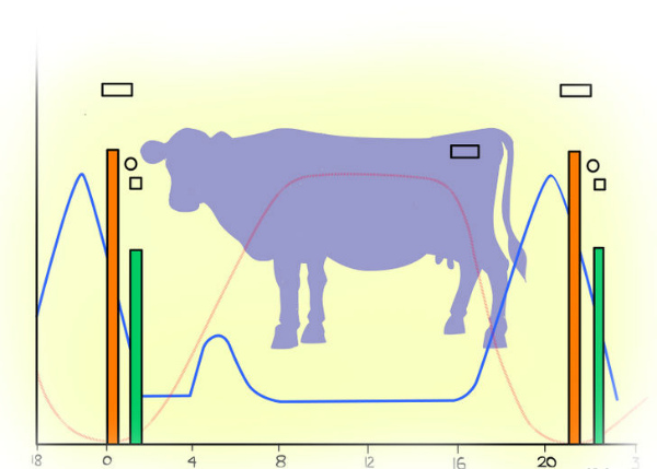 Что такое стельность коровы и как ее определить