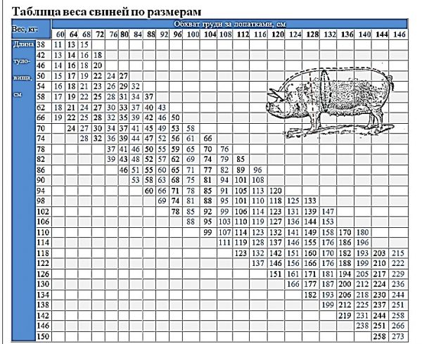 Сколько весит свинья? 20 фото таблица веса свиней по размерам. как узнать вес новорожденного поросенка? средний вес взрослых особей