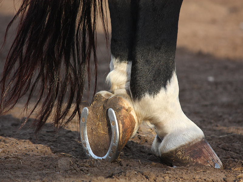 Зачем нужно подковывать коней, как подковывание облегчит жизнь лошади, не больно ли животному в процессе ковки