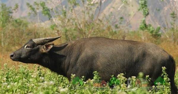 Карликовые буйволы азии и африки
